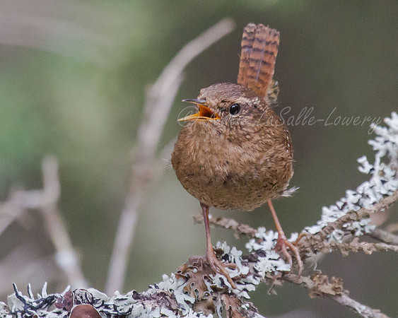 Pacific Wren 3